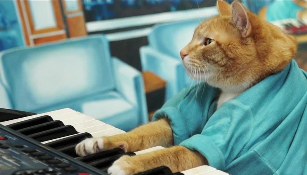 Musical Keyboard For Cats Part II